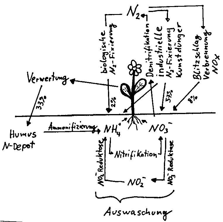 N-Kreislauf